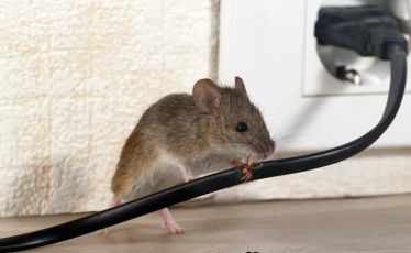 kotoran tikus