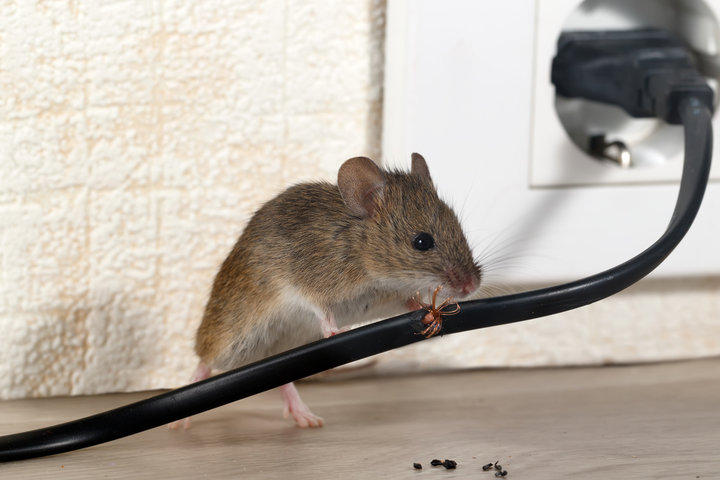 kotoran tikus penyebab virus